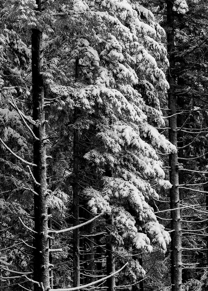 Winter Wonderland XV