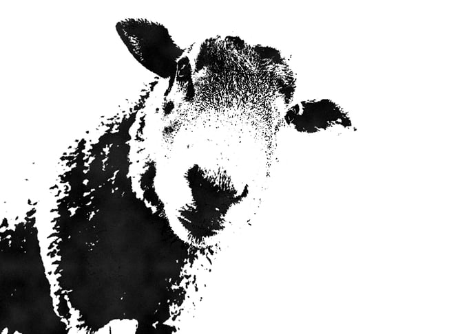 sheep black whie