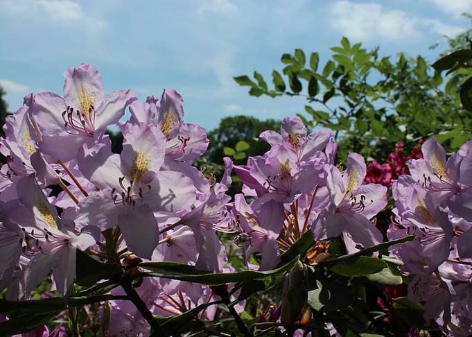 Summer Blossom