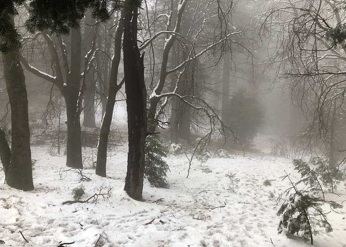 winter fog magic