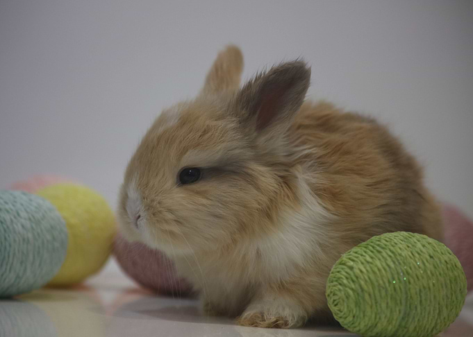 Easter Bunny