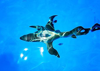 Grey Reef Shark