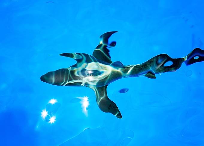 Grey Reef Shark