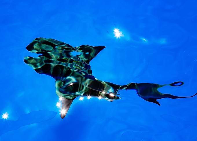 Abstract Shark