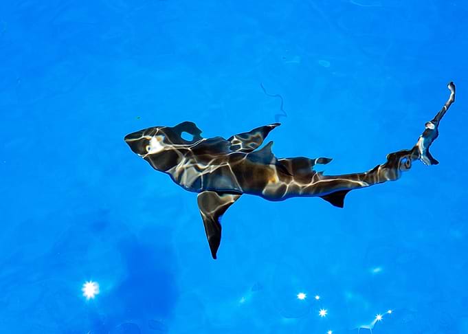 Grey Reef Shark