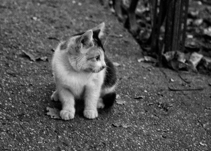 Little cat
