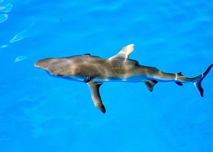 Abstract Shark