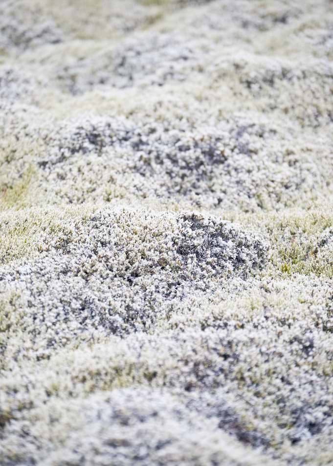 Lilac Moss