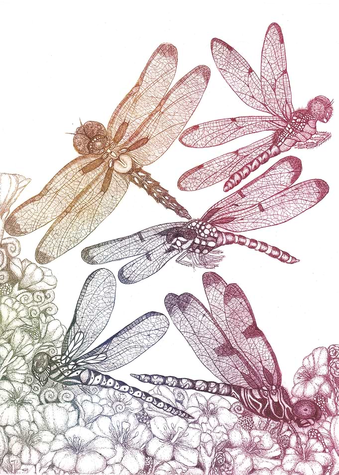 Dragonflies and flowers 3