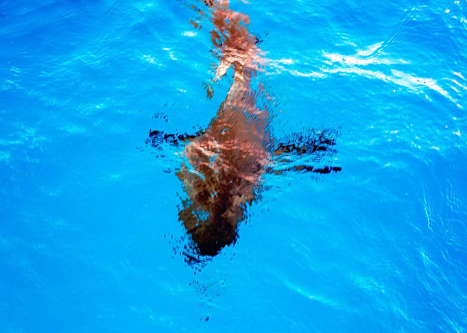 Shark