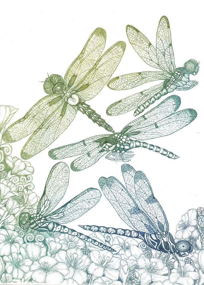 Dragonflies and flowers 2