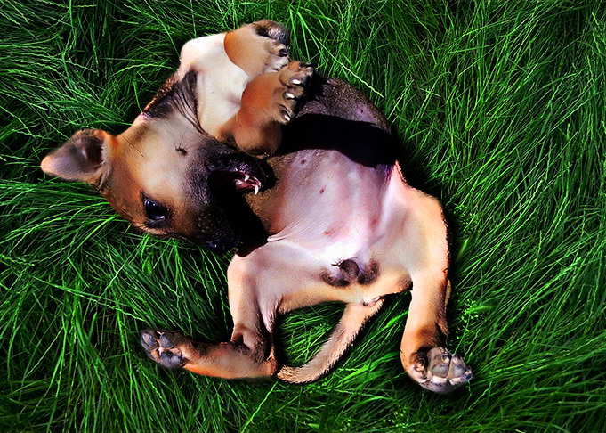 Puppy