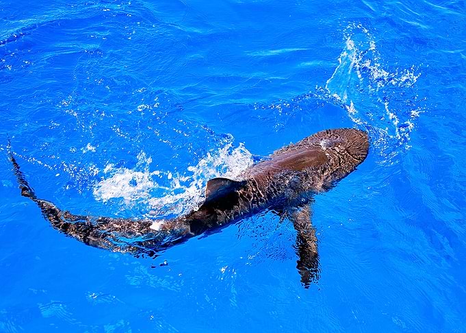 Shark Splash