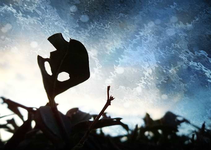 The Alien