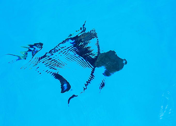Abstract Shark
