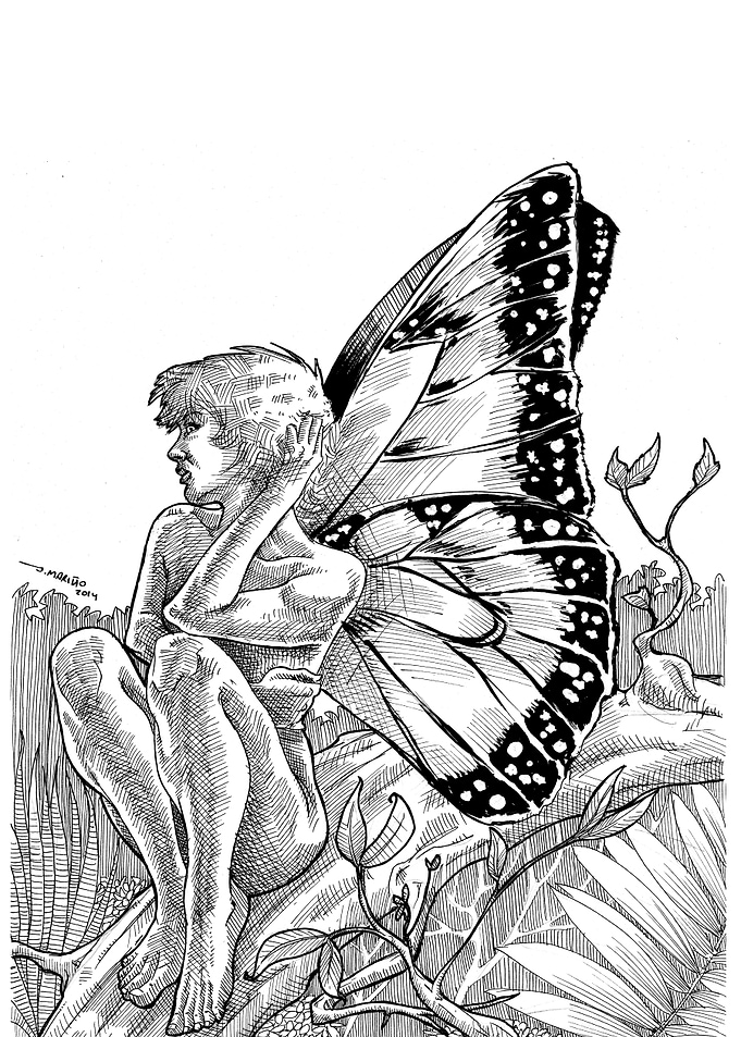 Butterfly