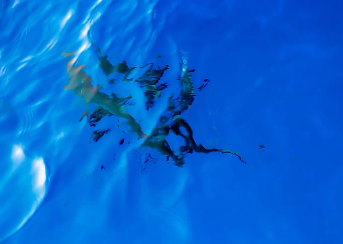 Abstract Shark