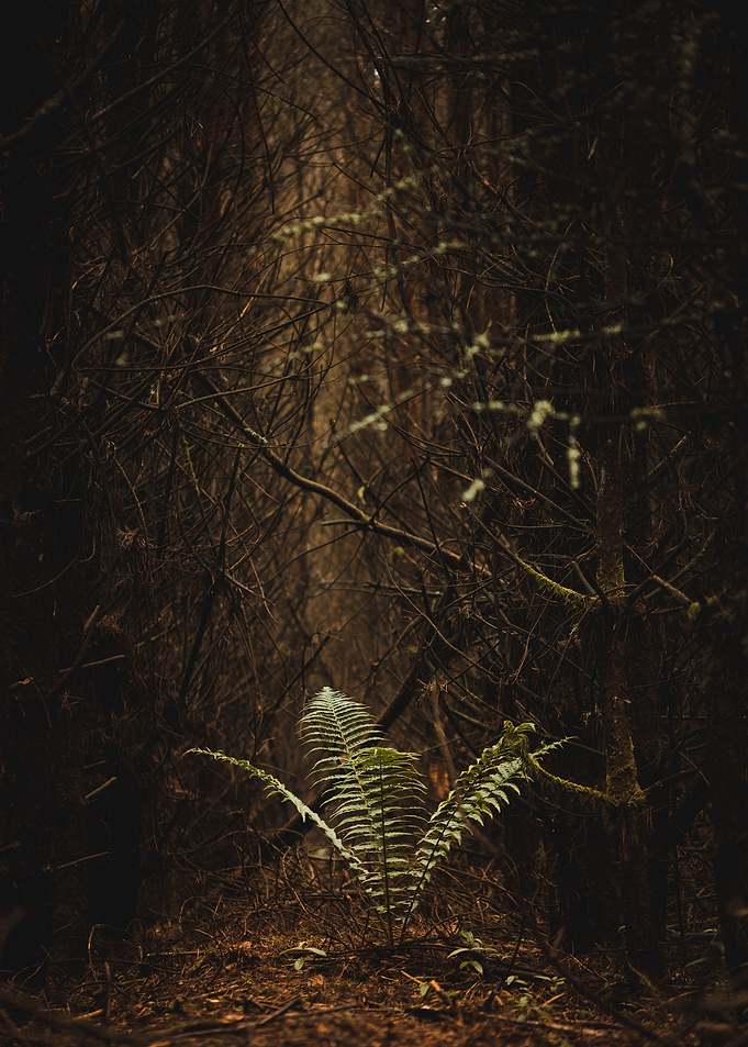 Lonely fern