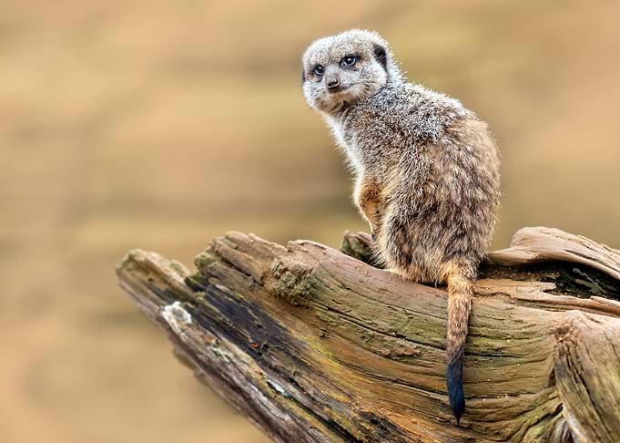 Meerkat