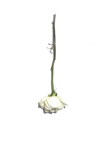 White Rose