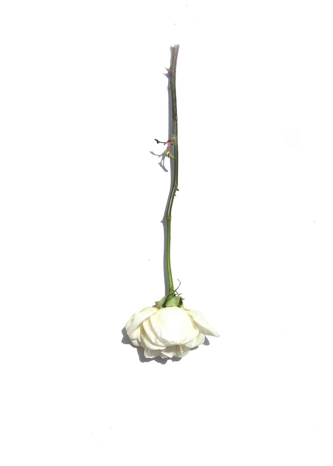 White Rose