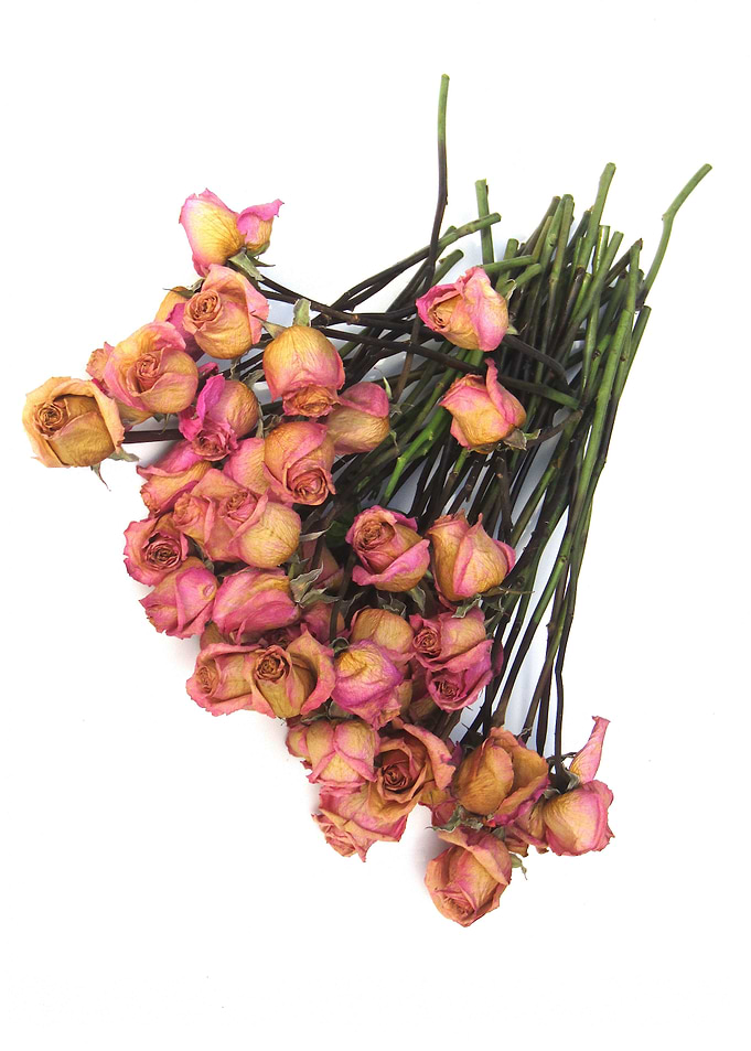 Dried Pink Roses II