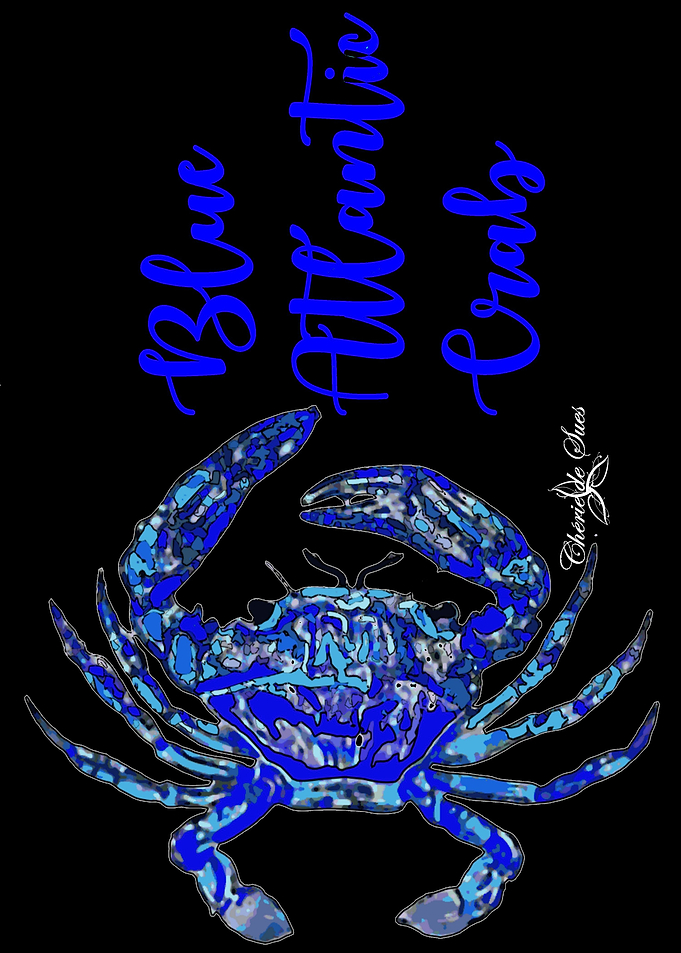 Blue Atlantic Crab