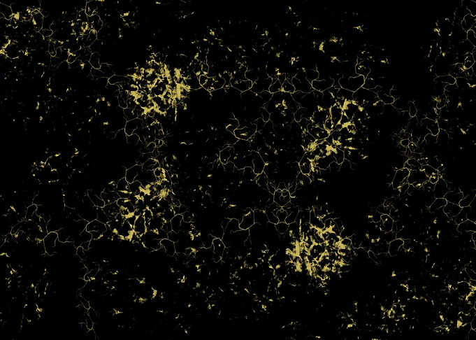 Golden Dream 6
