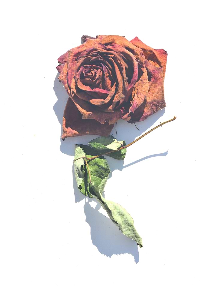 Faded Rose