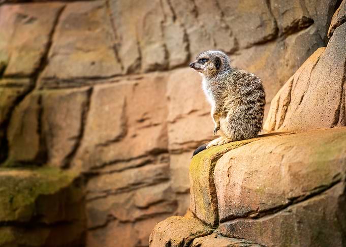 Meerkat