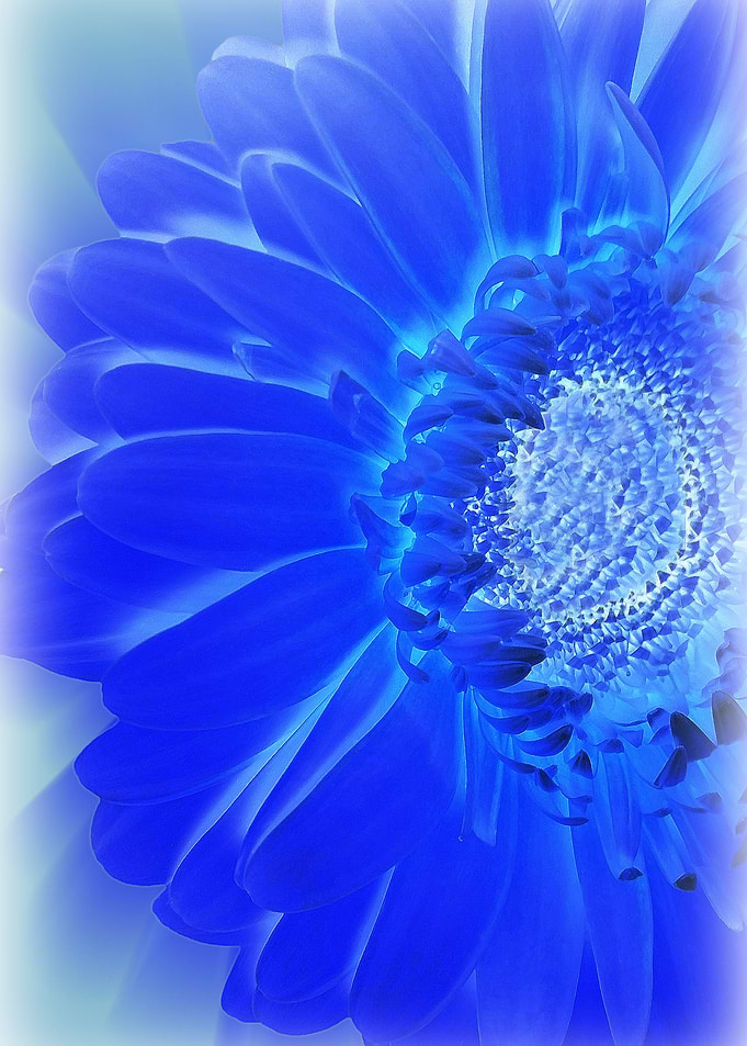 electric blue gerbera