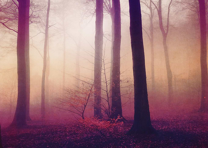 Mysts Misty Woodland