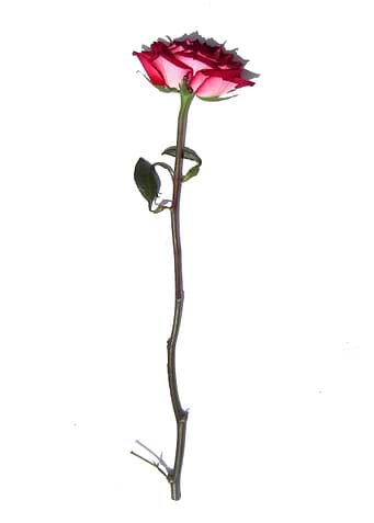 The Rose