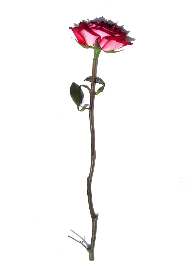 The Rose