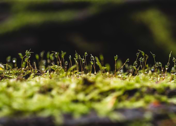 Morning dew