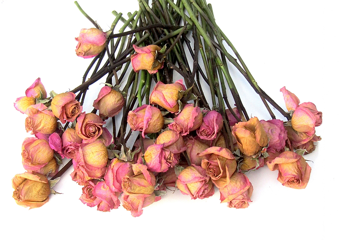 Dried Pink Roses