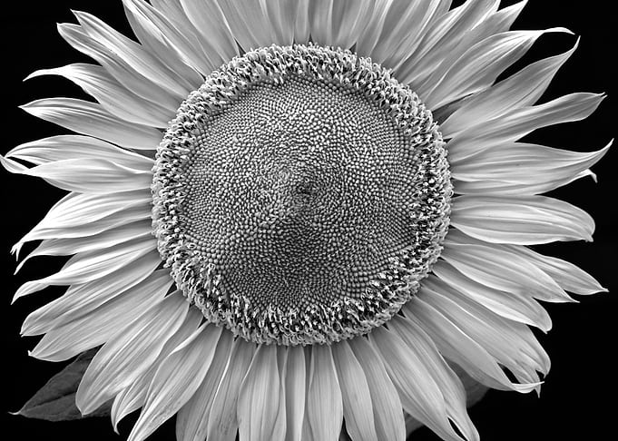 Sun flower