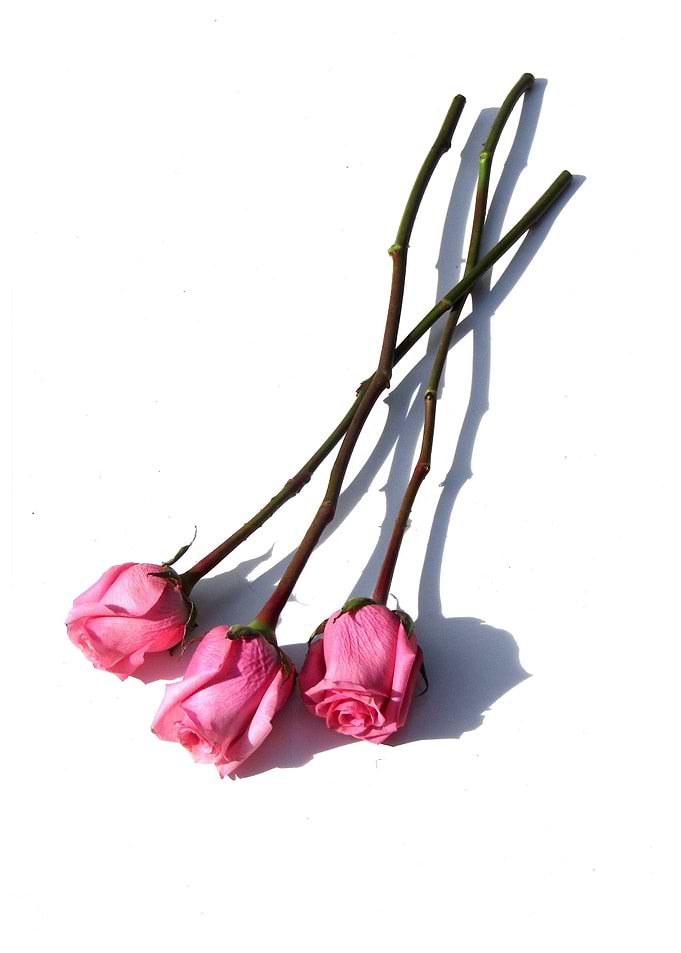 Three Pink Roses