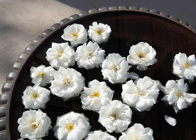 White Flowers Floating