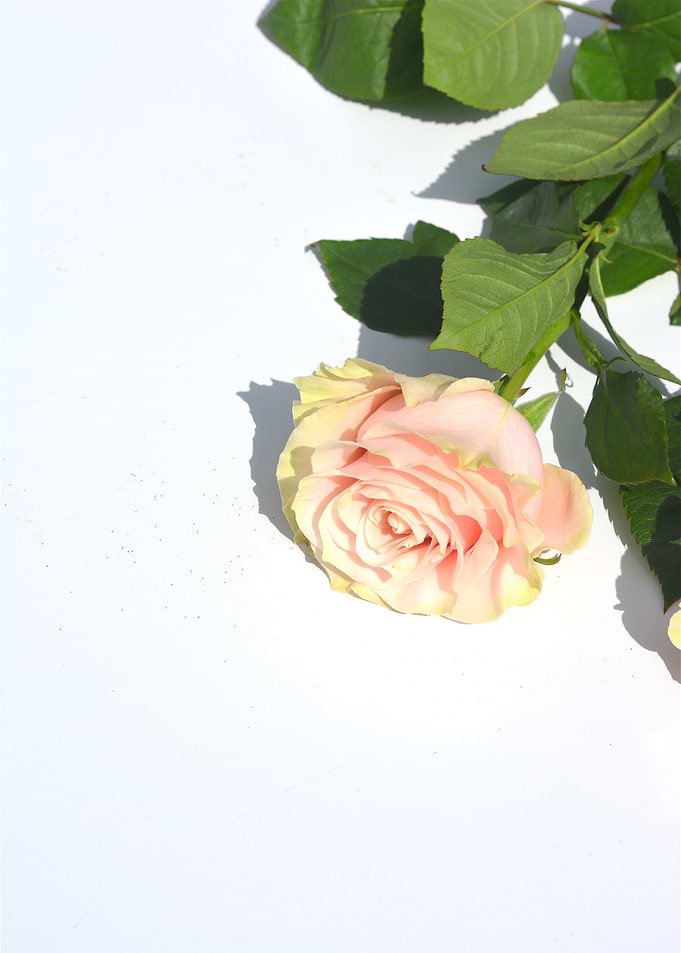 Pink Rose
