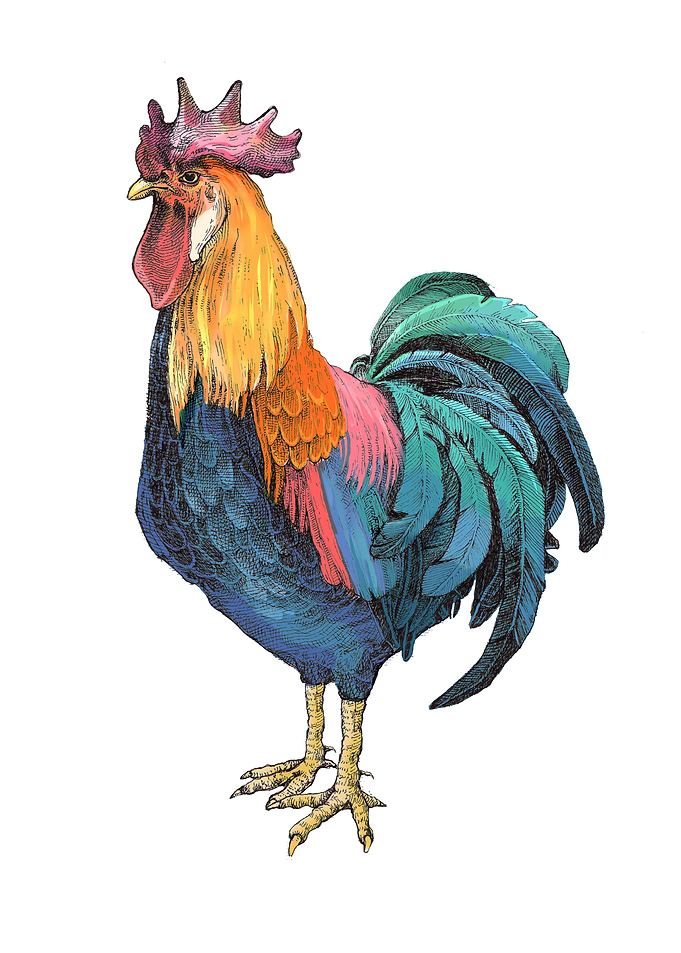 Cock