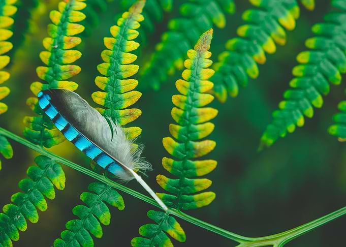Lost feather
