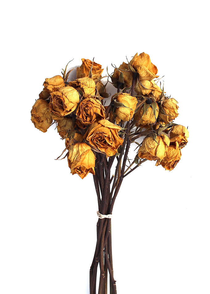Dried Roses