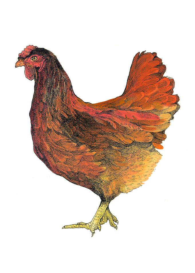 Chicken
