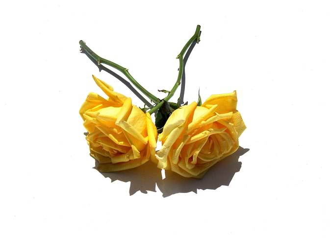 Two Yellow Roses