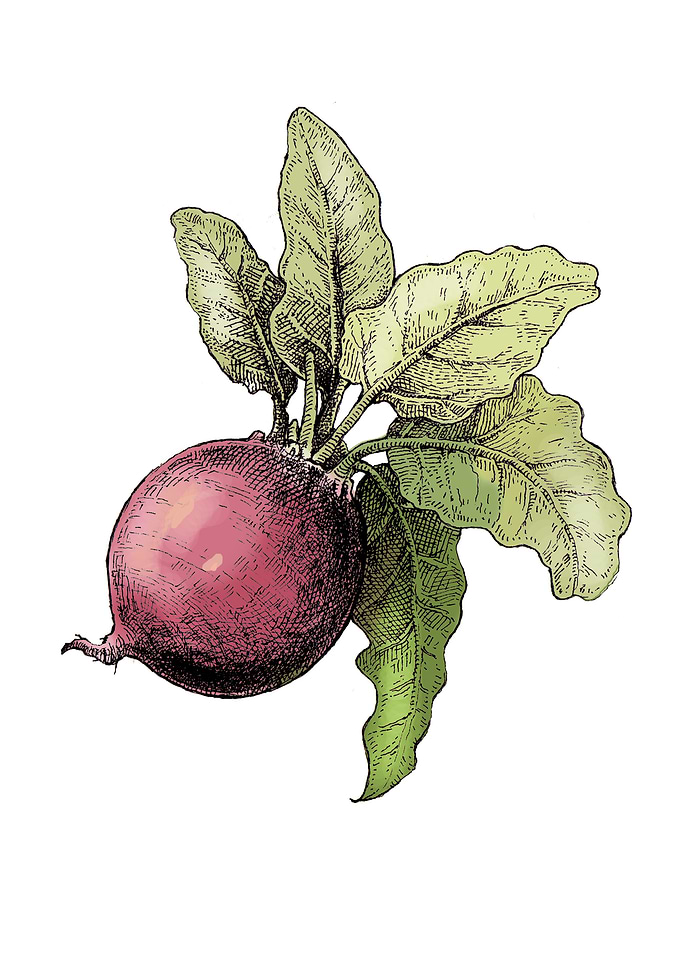 Turnip