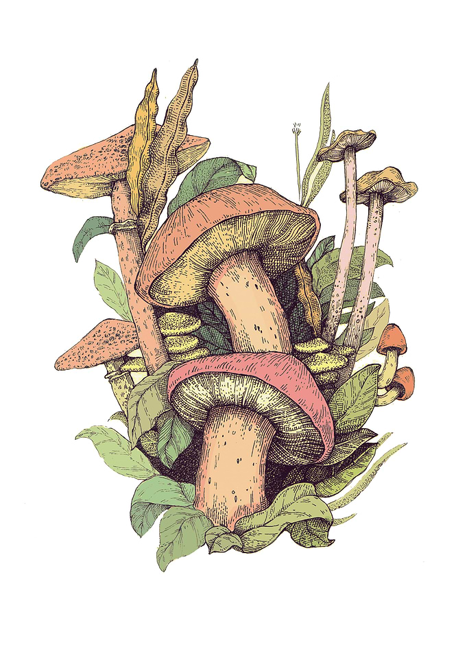 Mushrooms