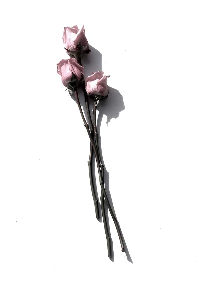 Three Light Pink Roses