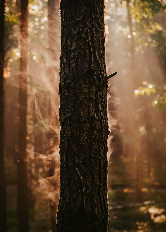 Breathe of the forest