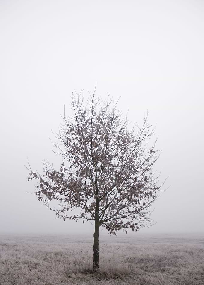 Loneliness